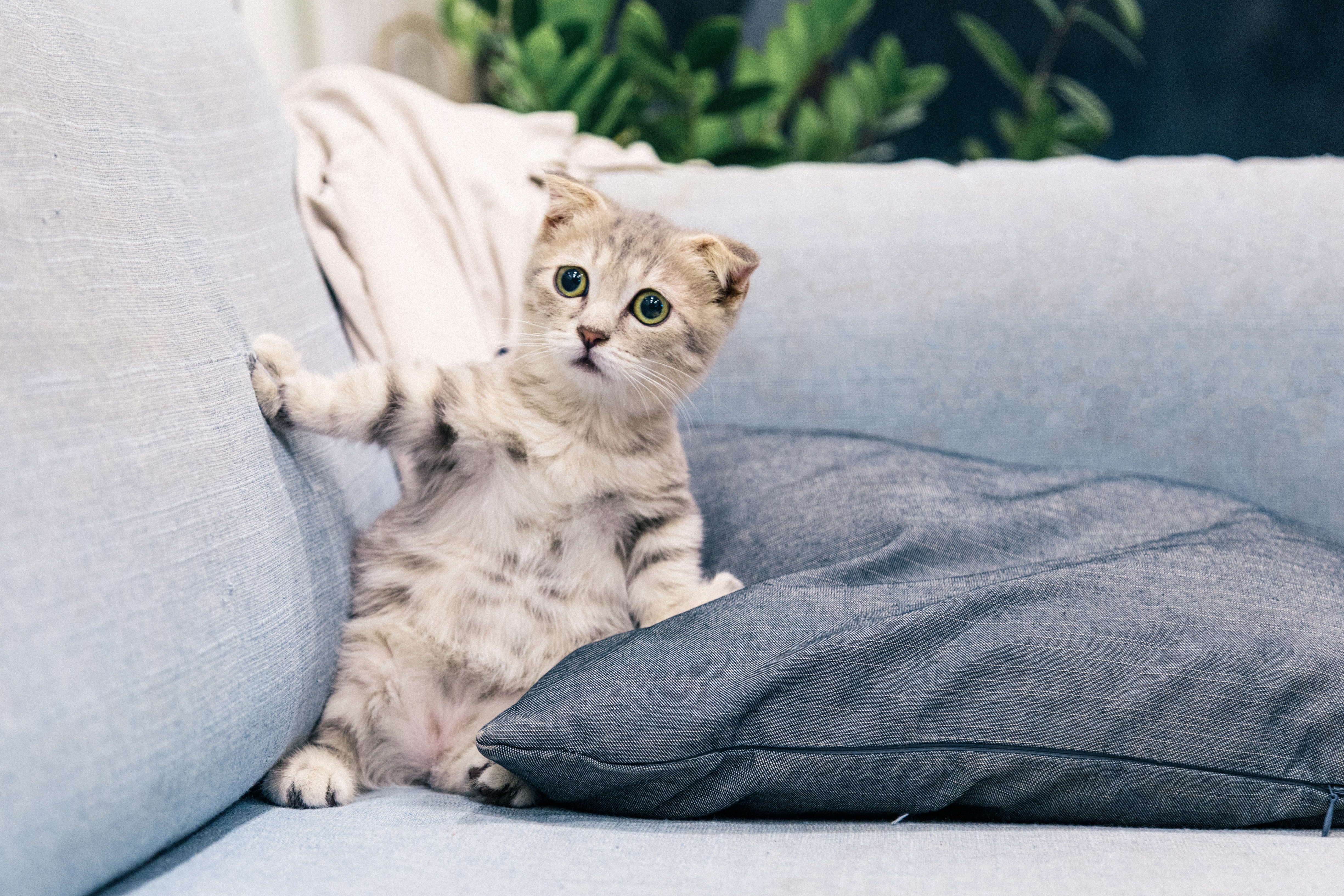 Was tun gegen Urin von jungen Katzen? Wirksame Hausmittel gegen Uringeruch